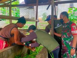 Babinsa Koramil 0825/04 Genteng Monitoring dan Pemasangan Barcod Pada Hewan Ternak Warga