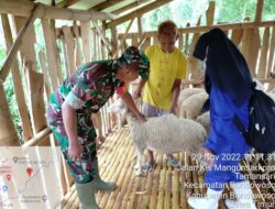 Babinsa Koramil 0822/01 Lakukan Pendampingan Dinas Peternakan Vaksinasi Hewan Ternak