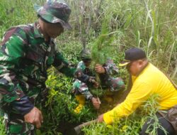 Perhutani Bondowoso Gandeng Kodim 0822 Gelar Reboisasi Dalam Rangka Pemeliharaan Kedua Pasca Bencana Banjir Bandang