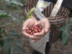 Kopi Gayo, Emas Hitam dari Barat Indonesia