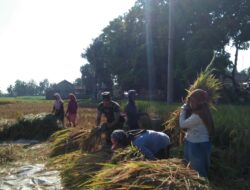 Babinsa Posramil 0822/14 Botolinggo, Wujudkan Ketahanan Pangan