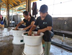 Tingkatkan Perekonomian 2.000 Pembudidaya Nener, LPEI Resmikan Desa Devisa Klaster Benih Bandeng Buleleng