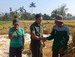 TNI bersama Rakyat, Serka Lugito Lakukan Pendampingan Panen Padi