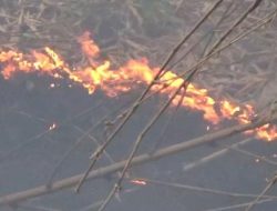 Kapolsek Curahdami bersama warga  Padamkan Kebakaran Rumpun Bambu Di Wilayahnya