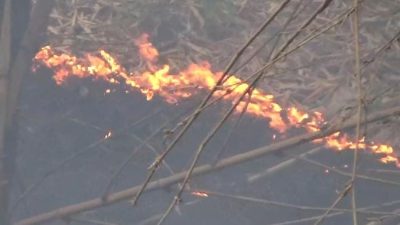 Kapolsek Curahdami bersama warga  Padamkan Kebakaran Rumpun Bambu Di Wilayahnya