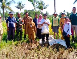 Tingkatkan HANPANGAN, Babinsa Koramil 0822/01 Dampingi Petani