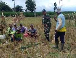 Bersama Rakyat, Babinsa Taman Krocok Komsos Dengan Petani Jagung