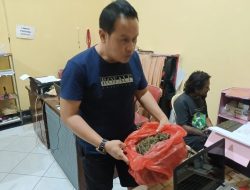 Ganja 1 Kg Siap Edar digagalkan, Satreskoba Ringkus Pelaku