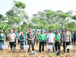 Dandim 0822 Bersama Forkopimda Tanam Jagung Serentak