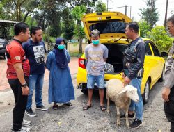 Curi Kambing, Pasutri Bondowoso di Bekuk Polisi