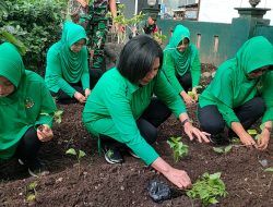 Persit Ranting 15 Koramil Prajekan Kompak Tanam Cabai di Lahan Kosong