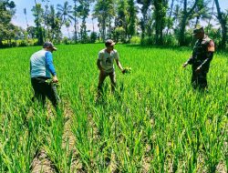 Babinsa Dadapan Bondowoso Dampingi Petani Tingkatkan Produktivitas Padi