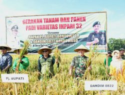 Dandim 0822  bersama Pj. Bupati Bondowoso Tanam dan Panen Padi Varietas Inpari Serentak