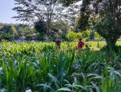 Sukseskan Ketahanan Pangan di Wilayah Binaannya, Babinsa Grujugan Bantu Petani Merawat Tanaman Jagung