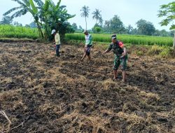 Tingkatkan Ketahanan Pangan Lokal, Babinsa Klekean Dampingi Petani Tanam Jagung Joss