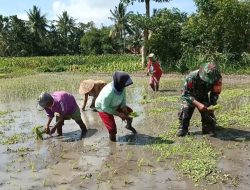 Dukung Kesejahteraan Masyarakat Dalam Hanpangan di Wilayahnya, Babinsa Grujugan Dampingi Petani Tanam Padi