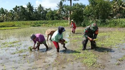 Dukung Kesejahteraan Masyarakat Dalam Hanpangan di Wilayahnya, Babinsa Grujugan Dampingi Petani Tanam Padi