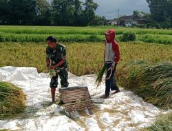 Babinsa Desa Gentong Berhasil Dukung Ketahanan Pangan di Wilayahnya