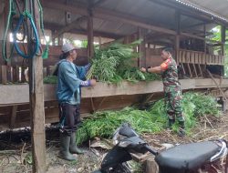 Babinsa Mengok Pererat Hubungan Dengan Peternak di Wilayahnya