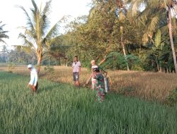 Babinsa Berperan Aktif, Mengatasi Kesulitan Rakyat di Desa Binaannya