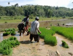 TNI Manunggal, Babinsa Pakem Semangati Petani Tanam Padi