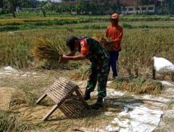 Babinsa Koramil 0822/12 Dampingi Petani Panen Padi di Desa Binaannya