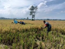 Panen Padi Lancar, Warga Kademangan Apresiasi Peran Serda Slamet