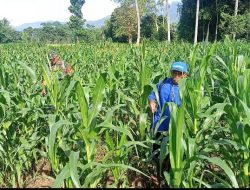 Babinsa Dadapan Bantu Petani Semprot Hama Tanaman Jagung