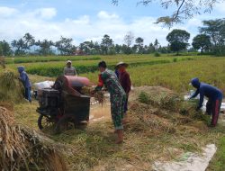 Bersama Petani, Babinsa Karang Anyar Bantu Panen Padi