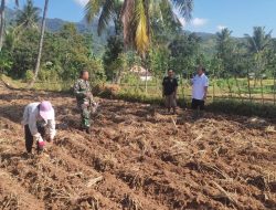 Sukseskan Hanpangan, Babinsa Wonosari Dampingi Petani Tanam Jagung