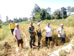 Babinsa Wonosari, Grujugan Bantu Petani Panen Padi