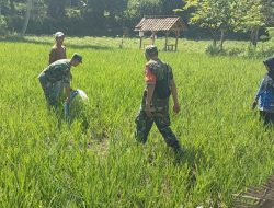 Pompanisasi Tunjukkan Dampak Positif, Sawah Milik Petani Kini Subur dan Produktif