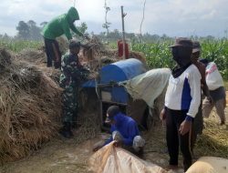 Babinsa Koramil 0822/09 Pujer Turun Tangan Bantu Petani Panen Padi di Sukodono