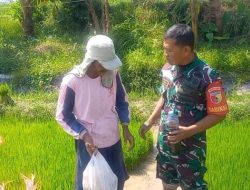 Tak Kenal Hari Libur, Babinsa Koramil Tenggarang Tetap Semangat Bantu Petani
