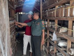 Serda Nuryoko Babinsa Sumber Pandan, Bantu Budidaya Jamur di Desa Binaannya