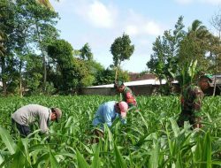 Babinsa Maskuning Wetan Beraksi, Bantu Petani Pembersihan Lahan Jagung
