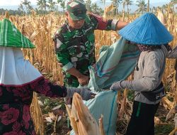 Bantu Panen Jagung, Babinsa Datang Petani Senang