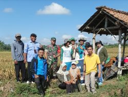 Babinsa dan PPL Berperan Aktif Dampingi Petani, Panen Padi di Desa Sumbersari