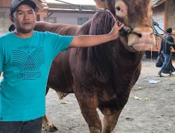 Nasim Khan DPR RI Kurban Sapi Limusin Berbobot 1,3 Ton