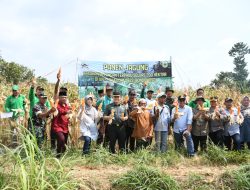 Panen Jagung di Desa Bajuran, Dandim 0822 Sebut Menuju Ketahanan Pangan Yang Lebih Baik