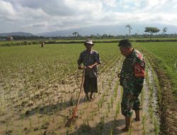 Babinsa 0822/01 Bersama Petani Bersihkan Rumput Pengganggu Tanaman Padi