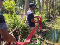 Babinsa Gayam Kecamatan Botolinggo Dampingi Petani Pompanisasi di Lahan Padi