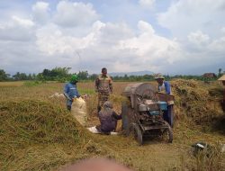 “Kolaborasi TNI dan Bulog: Babinsa Bantu Serap 6 Ton Gabah di Desa Taal”