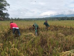 Wujudkan Hanpangan, Babinsa Kodim 022 Dampingi Petani