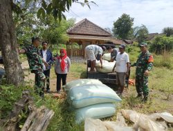 Babinsa Kodim 0822 Kawal Penyerapan Gabah Petani oleh Bulog