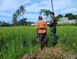 Babinsa Dampingi Petani Rawat Padi, Hasil Panen Diprediksi Melimpah