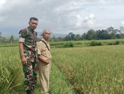 Babinsa & PPL Pastikan Panen Padi di Desa Petung Diserap BULOG