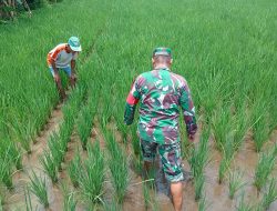 Panen Lebih Cepat Jadi Target! Babinsa Kodim 0822 Dampingi Petani di Dabasah.