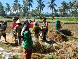 Serda David Babinsa Klabang Kawal Langsung Serapan Gabah Petani