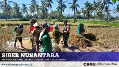 Serda David Babinsa Klabang Kawal Langsung Serapan Gabah Petani